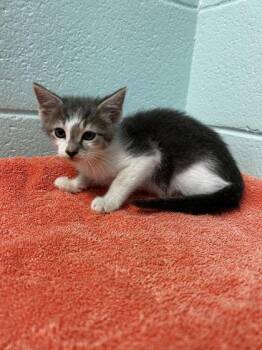 Alder -  Domestic Short Hair Cat for Adoption in Spruce Pine, North Carolina - Alder | PetCurious