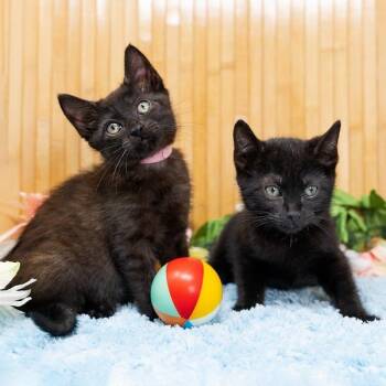 Smudge -  Domestic Short Hair Cat for Adoption in Durham, North Carolina - Smudge | PetCurious