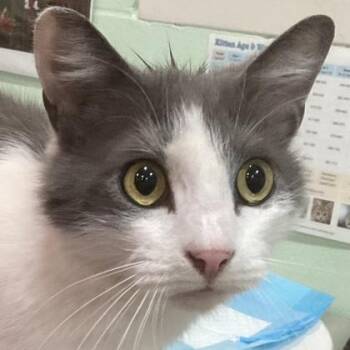 Kevin -  Domestic Short Hair Cat for Adoption in Cincinnati, Ohio - Kevin | PetCurious