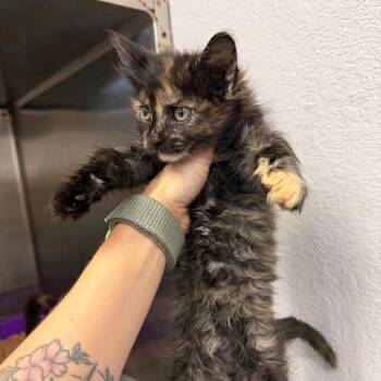 0429-c26 -  Domestic Short Hair Cat Available for Adoption in Port Charlotte, Florida - 0429-c26 | PetCurious