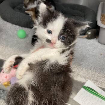 Stash -  Domestic Short Hair Cat for Adoption in Port Charlotte, Florida - Stash | PetCurious