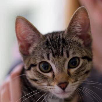 Kelp -  Domestic Short Hair Cat for Adoption in Hot Springs, Arkansas - Kelp | PetCurious