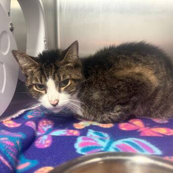 Domestic Short Hair Cats Available for Adoption - Gaston | PetCurious