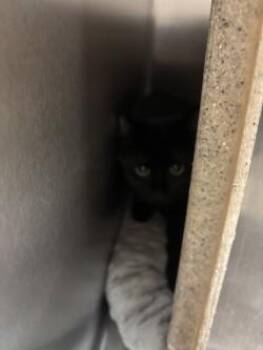 Nikita -  Domestic Short Hair Cat for Adoption in Longmont, Colorado - Nikita | PetCurious