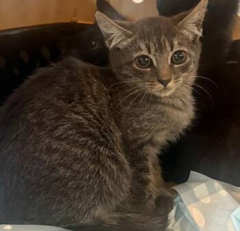 Osha -  Domestic Short Hair Cat for Adoption - Osha | PetCurious