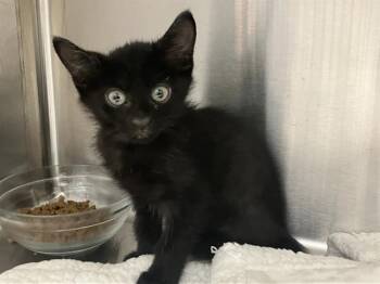 Rescue Domestic Short Hair Cats for Adoption in Tustin, California - SYLVIO | PetCurious