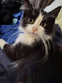 Rescue Domestic Long Hair Cats for Adoption in Winnipeg, Manitoba - Sylvester | PetCurious