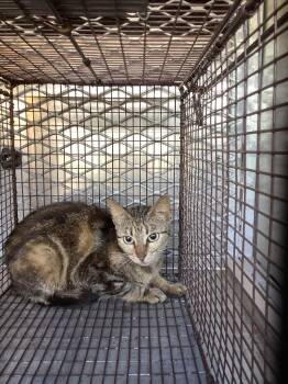 Cherry (Sherry) -  Domestic Short Hair Cat Available for Adoption in New Braunfels, Texas - Cherry (Sherry) | PetCurious
