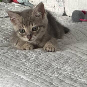 Chicken Noodle -  Domestic Short Hair Cat for Adoption in Madisonville, Tennessee - Chicken Noodle | PetCurious