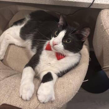 Tuxedo Cats Available for Adoption in Villa Park, California - Figi | PetCurious
