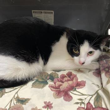 Domestic Short Hair Cats Available for Adoption in Memphis, Tennessee - JERSEY | PetCurious