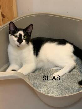 Rescue Domestic Short Hair Cats for Adoption in Saint Charles, Missouri - Silas | PetCurious