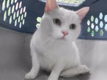 MOMMA -  Domestic Short Hair Cat for Adoption in Omaha, Nebraska - MOMMA | PetCurious