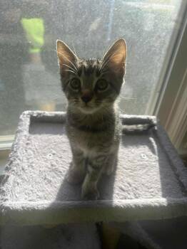 Rescue Domestic Short Hair Cats for Adoption in Yorktown, Indiana - Rupert | PetCurious