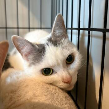 Birdie -  Domestic Short Hair Cat for Adoption in Louisville, Kentucky - Birdie | PetCurious
