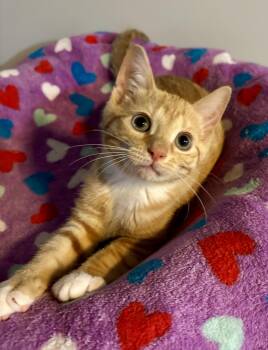 Jamaica -  Domestic Short Hair Cat for Adoption in Franklin, Ohio - Jamaica | PetCurious