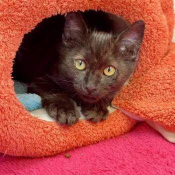 Brahams -  Domestic Medium Hair Cat for Adoption in Hawthorne, California - Brahams | PetCurious