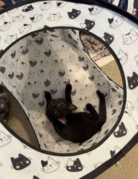 Vadar -  Domestic Short Hair Cat for Adoption in Murfreesboro, Tennessee - Vadar | PetCurious