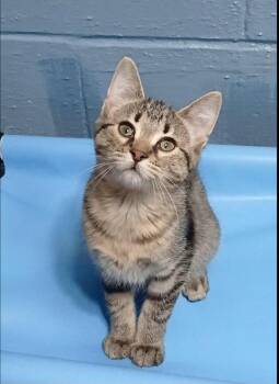 Tabby and Domestic Short Hair Cats Available for Adoption in Bay City, Michigan - Pallas | PetCurious