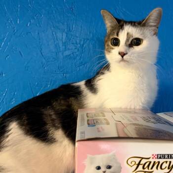 Domestic Short Hair Cats Available for Adoption in Salt Lake City, Utah - Rose | PetCurious