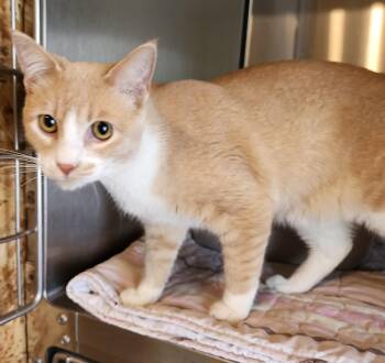 Rescue Domestic Short Hair Cats for Adoption in Prescott, Arizona - MEEP | PetCurious