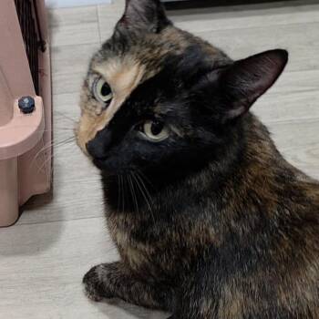 0926-99 Charlotte -  Domestic Short Hair Cat for Adoption in Abingdon, Maryland - 0926-99 Charlotte | PetCurious