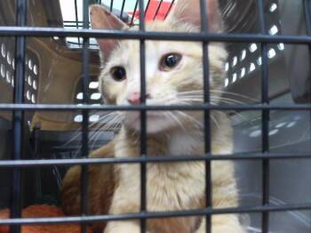 GIDEON -  Domestic Short Hair Cat for Adoption in Omaha, Nebraska - GIDEON | PetCurious