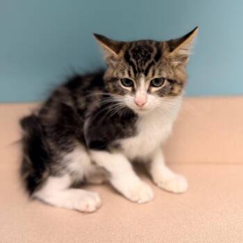 Grape -  Domestic Medium Hair Cat for Adoption in Columbus, Georgia - Grape | PetCurious