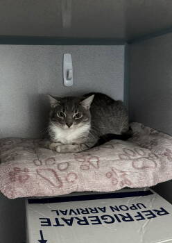 Rescue Domestic Short Hair Cats for Adoption in Fort Collins, Colorado - Ruby- Barn Cat | PetCurious