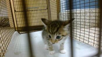 RASCAL -  Domestic Short Hair Cat for Adoption in Doral, Florida - RASCAL | PetCurious