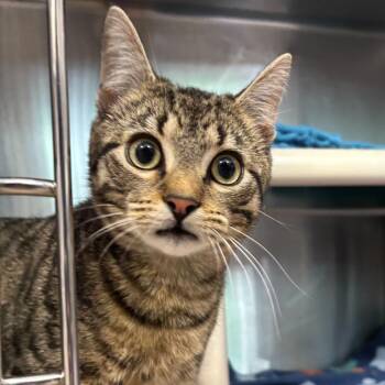 Domestic Short Hair Cats Available for Adoption in Wilmington, Delaware - Ziggy | PetCurious