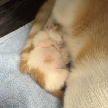Tennessee -  Domestic Short Hair Cat for Adoption in Freeport, Florida - Tennessee | PetCurious