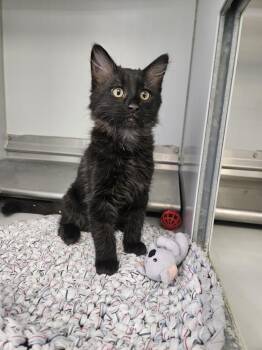 61570635 -  Domestic Medium Hair Cat for Adoption in Elko, Nevada - 61570635 | PetCurious