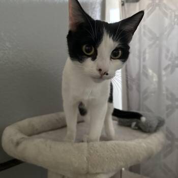 Rescue Domestic Short Hair Cats for Adoption in Alameda, California - Sweetie Pie | PetCurious