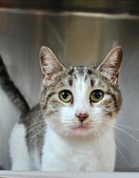 Domestic Short Hair Cats Available for Adoption in Metamora, Illinois - Twitch | PetCurious