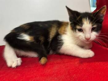 Domestic Short Hair Cats Available for Adoption in Sacramento, California - KACEY | PetCurious
