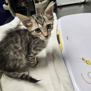 Highlands Nightclub -  Domestic Short Hair Cat for Adoption in Austin, Texas - Highlands Nightclub | PetCurious