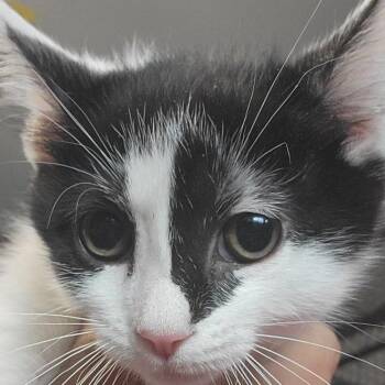 Domestic Short Hair Cats Available for Adoption - Pearl Haverly Mom | PetCurious