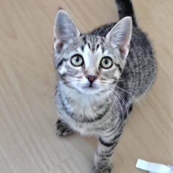 Trinity & Mel -  Tabby and Domestic Short Hair Cat for Adoption in Montour Falls, New York - Trinity & Mel | PetCurious