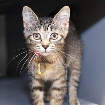 Tipsy -  Domestic Short Hair Cat for Adoption in Port Washington, New York - Tipsy | PetCurious