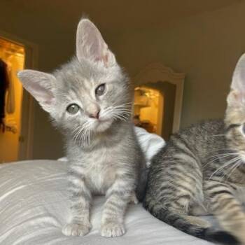 Domestic Short Hair Cats Available for Adoption in Muncie, Indiana - Sourdough | PetCurious