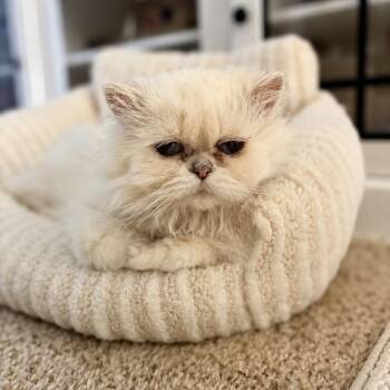 Mira -  Persian Cat for Adoption in Union City, California - Mira | PetCurious