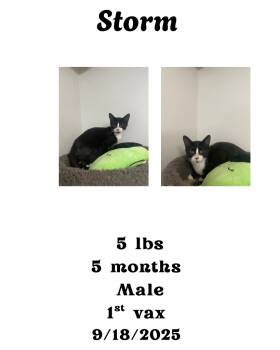 Rescue Domestic Short Hair Cats for Adoption in Albany, Georgia - Storm | PetCurious