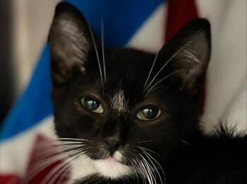Mesa -  Domestic Short Hair Cat for Adoption in Portland, Oregon - Mesa | PetCurious