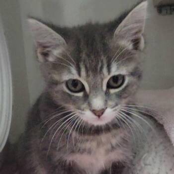 Domestic Short Hair Cats Available for Adoption in Redwood City, California - Rigatoni | PetCurious