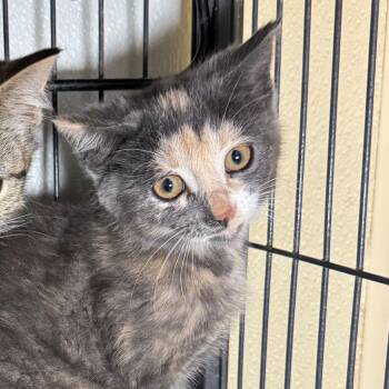 Maniae -  Domestic Short Hair Cat for Adoption in Saginaw, Michigan - Maniae | PetCurious