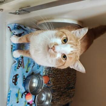 Rescue Domestic Short Hair Cats for Adoption in Madison, Wisconsin - Bob | PetCurious