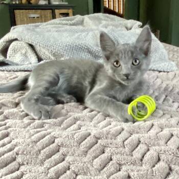 Pickle -  Russian Blue and Domestic Medium Hair Cat for Adoption in Foley, Alabama - Pickle | PetCurious