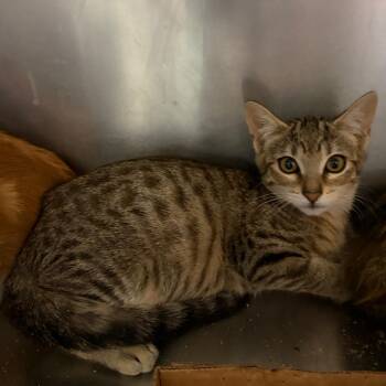 Miss Stinkerton -  Domestic Short Hair Cat for Adoption in Westminster, California - Miss Stinkerton | PetCurious