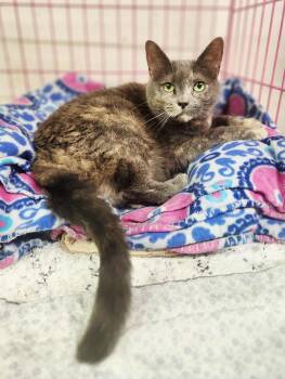 Rescue Domestic Short Hair Cats for Adoption in Social Circle, Georgia - Sophie | PetCurious